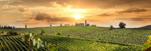 Wedding in Chianti