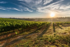 Vineyard in Tuscany Italy